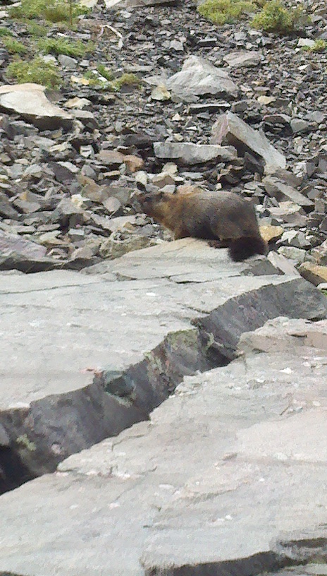 Marmot or whistle pigs as some call them.